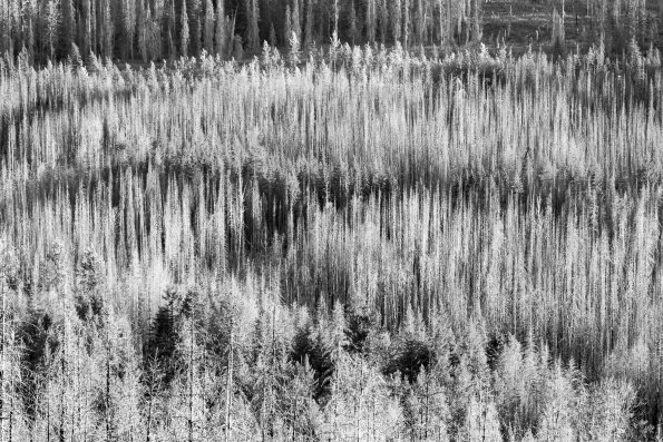 Burnt Forest