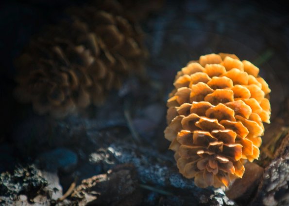 Pine Cone