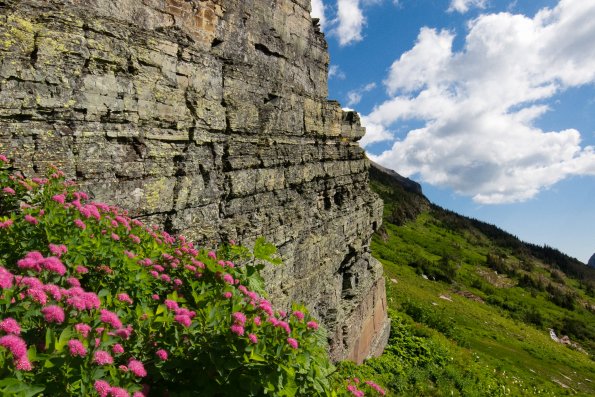 Wildflowers