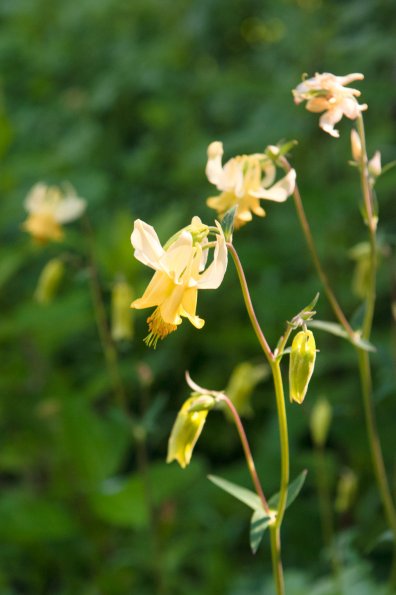 Yellow Columbine
