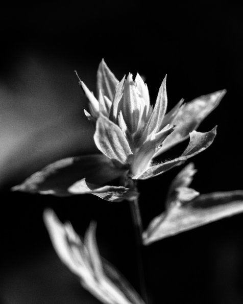 Paintbrush