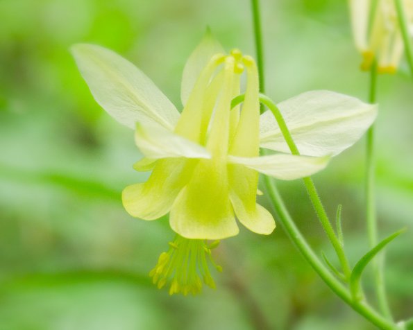 Yellow Columbine