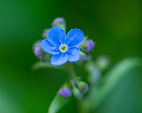 Mountain Forget-Me-Not