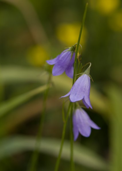 Harebells