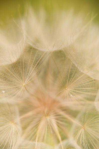 Salsify