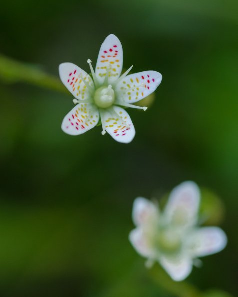 Three-toothed Saxifrage