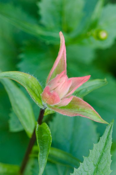 Alpine Paintbrush