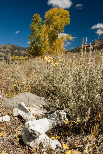 Bones and Cottonwoods