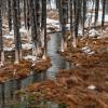 Tangled Creek