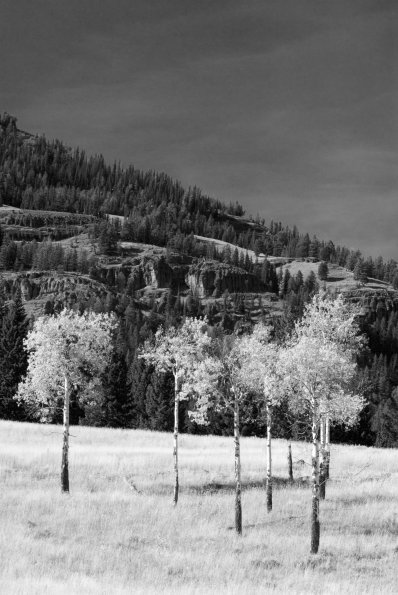 Aspens