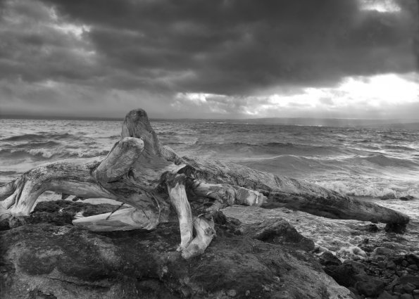 Driftwood