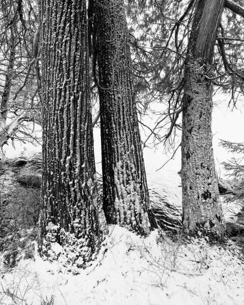 Late Spring Snow