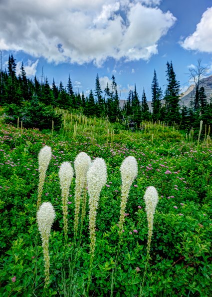 Beargrass
