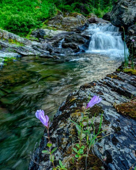 Falls and Flowers