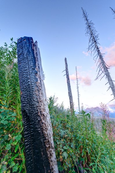 Burnt Timbers