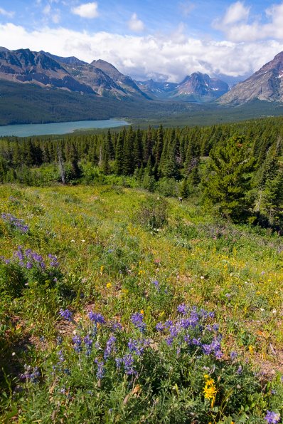 Wildflowers