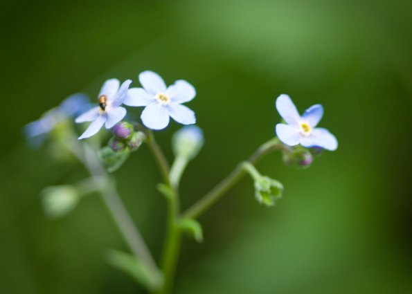 Mountain Forget-Me-Not