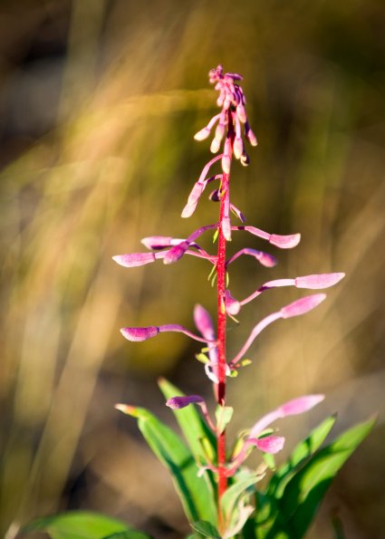 Fireweed