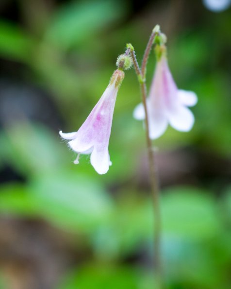 Twinflower