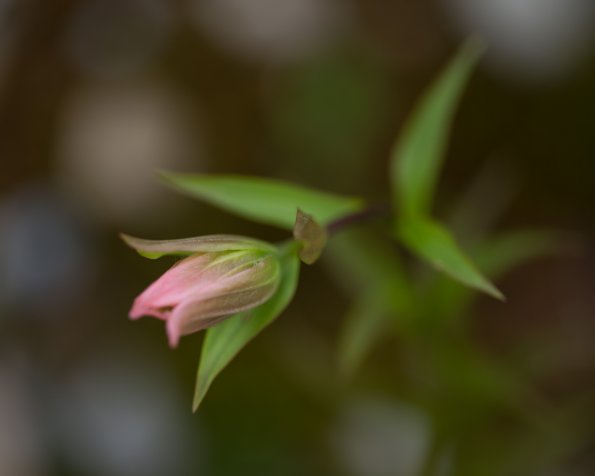 Paintbrush Bud