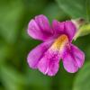Lewis Monkeyflower