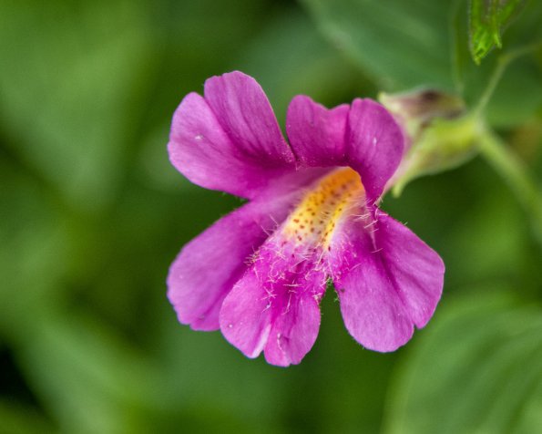 Lewis Monkeyflower