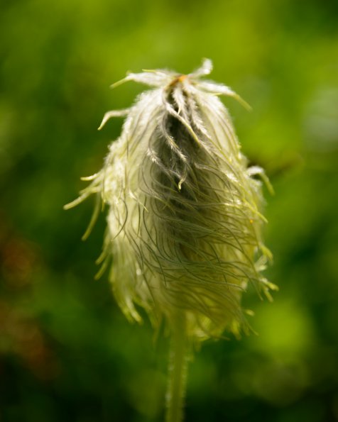 Pasqueflower Seed Head