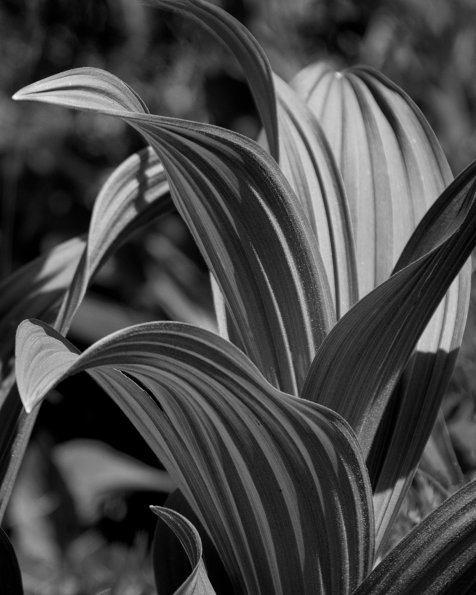 Corn Lily