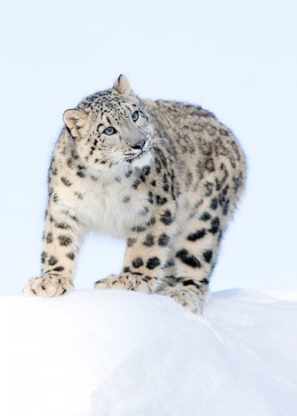 Snow Leopard
