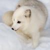 Arctic Fox