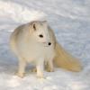 Arctic Fox