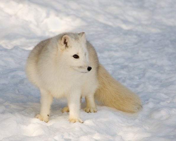 Arctic Fox