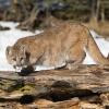 Mountain Lion Cub
