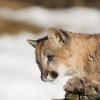 Mountain Lion Cub