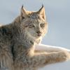 Canadian Lynx