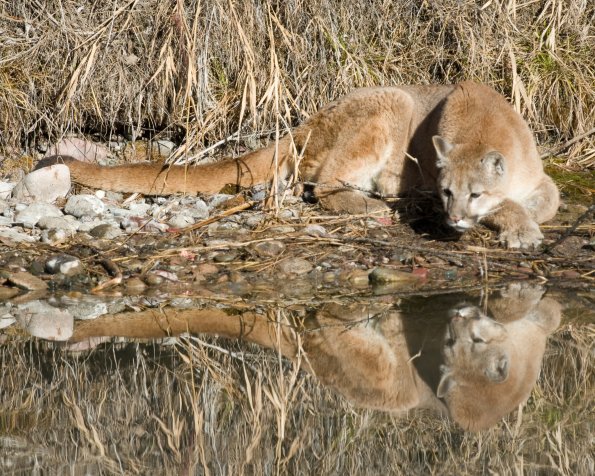 Reflection