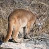 Mountain Lion