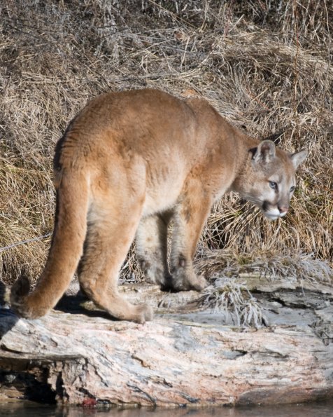 Mountain Lion