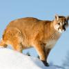 Mountain Lion