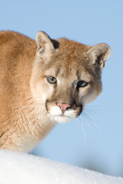 Mountain Lion