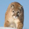 Mountain Lion
