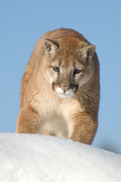 Mountain Lion