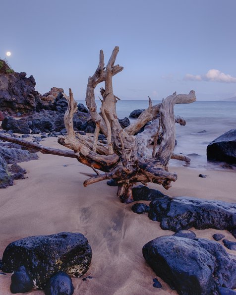 Moonset and Driftwood